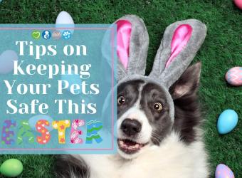 Tips on Keeping Your Pets Safe This Easte